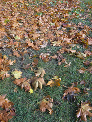 autumn leaves fallen on the ground