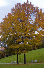 Naklejka premium autumn park1