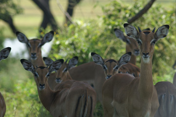 impala herd