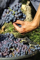 Vendanges à la main.
