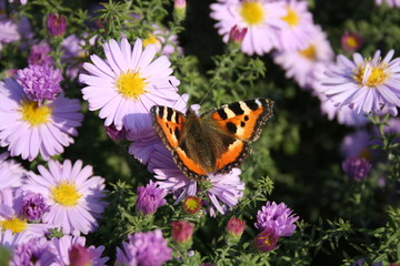 butterfly nymphalis urticae over the flower