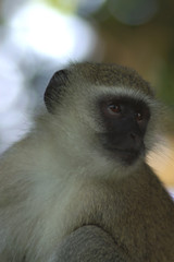 vervet monkey