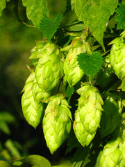 plant hop