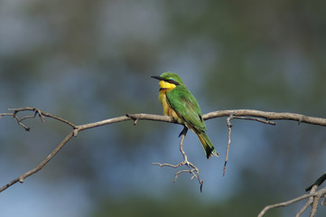 little bee-eater