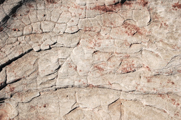 scaly texture