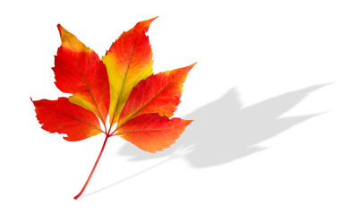 colorful image of autumn leav