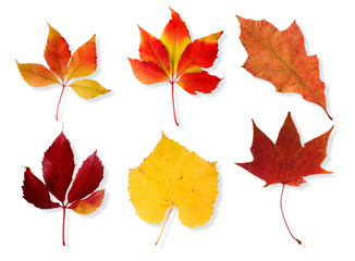 colorful image of autumn leaves