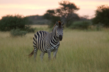 burchell zebra at dusk