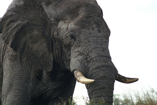 african elephant