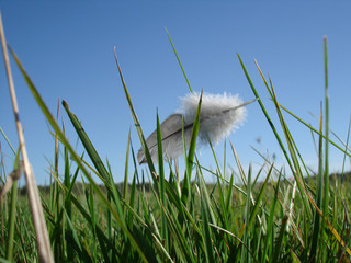 feder 5