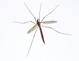 crane fly also known as daddy long legs