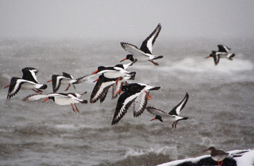 oystercatcher flock take off