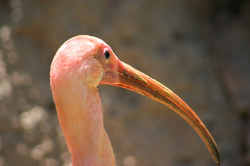 ibis bird close up