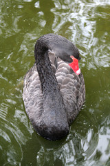 Fototapeta premium black swan