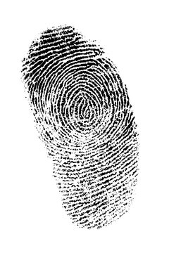 Finger Print On White Background, Good Detail