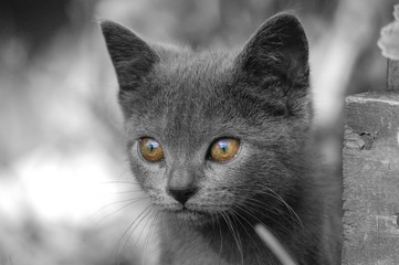 la nuit tout les chat son gris 2