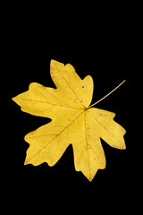 feuille jaune détourée