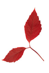 feuille détourée rouge