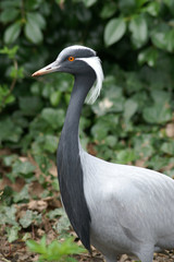 demoiselle crane