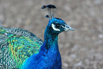 Fototapeta premium peacock