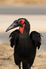 ground hornbill © Chris Fourie
