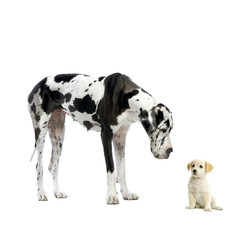 great dane