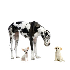 great dane