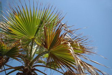 Fototapeta na wymiar palm leafs