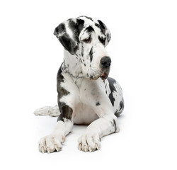 great dane