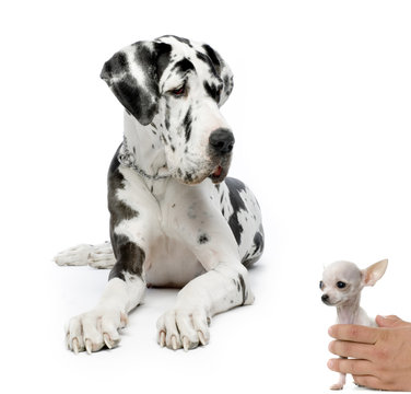 great dane