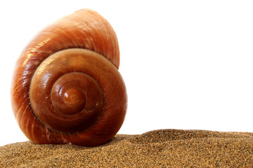 caracol de mar © Alex Bramwell