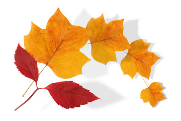 feuilles d'automne