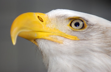 bald eagle closeup