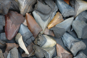 fossil shark teeth
