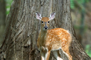 summer fawn 8
