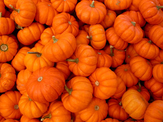 miniature pumpkins 1