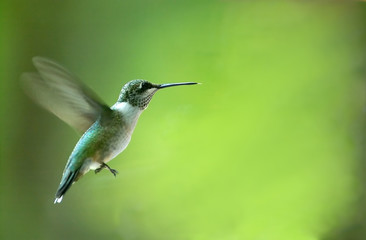 hummingbird - Powered by Adobe