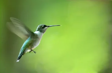 Fotobehang kolibrie © Robert Young