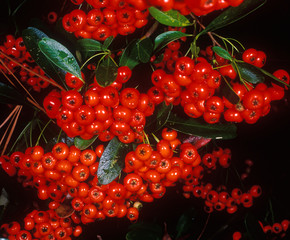 holiday berries 1