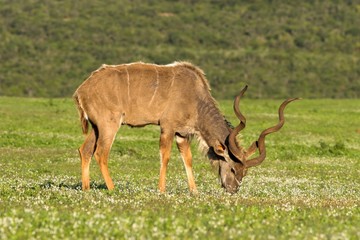 Naklejka premium kudu male