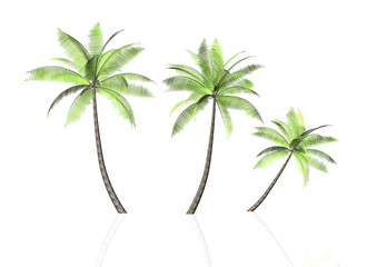 3 einzelne palmen
