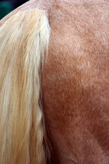 robe palomino
