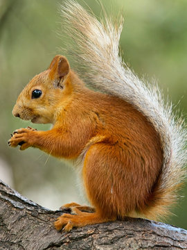 squirrel