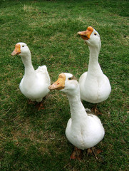 white geese