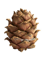 siberian pine cone