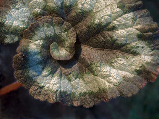 escargot begonia, single leaf