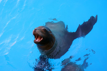 sea lion