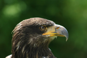 junger weisskopfseeadler