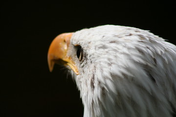 weisskopfseeadler-porträt