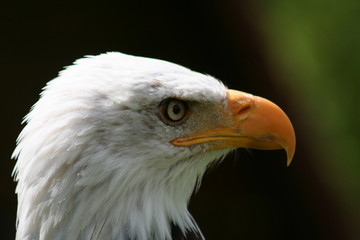 weisskopfseeadler
